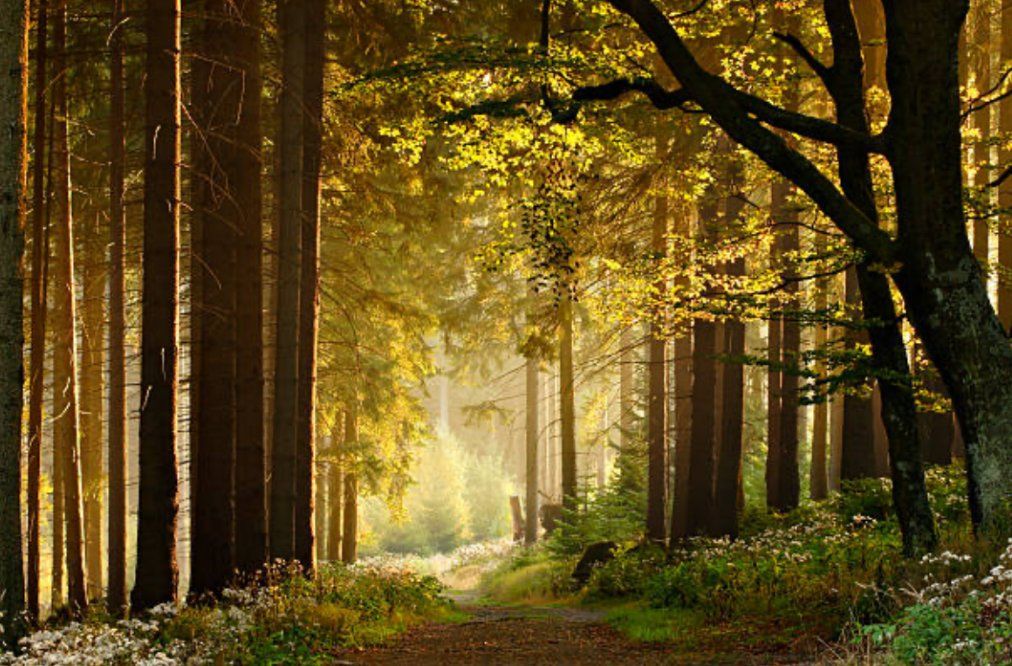 Sunlit forest path representing the journey ahead